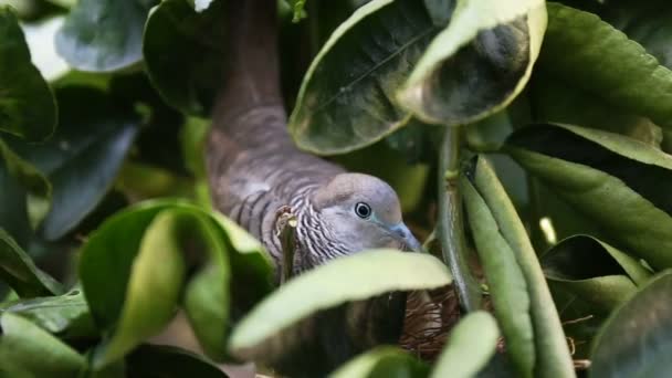 Gros plan des œufs d'éclosion d'oiseaux de colombe sur l'arbre dans la nature . — Video