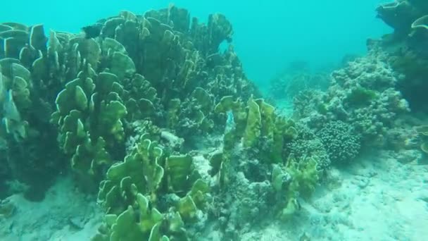 Deriva Submarina Sobre Hermoso Arrecife Coral Con Peces Nadando Parque — Vídeo de stock