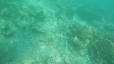 Güzel mercan resif balık çevresinde Similan Adaları Milli Parkı Tayland tatil zamanında yüzme ile üzerinde sualtı drift
