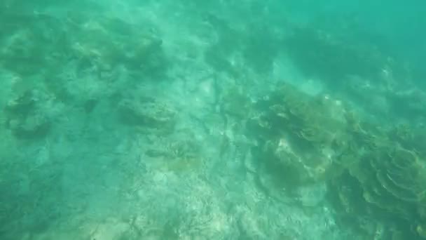 シミラン諸島国立公園タイで休暇の時間で泳ぎ回る魚の美しい珊瑚礁の上水中ドリフト — ストック動画