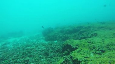 Güzel mercan resif balık çevresinde Similan Adaları Milli Parkı Tayland tatil zamanında yüzme ile üzerinde sualtı drift
