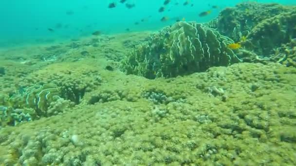 Deriva Submarina Sobre Hermoso Arrecife Coral Con Peces Nadando Parque — Vídeo de stock