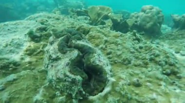 Güzel mercan resif balık çevresinde Similan Adaları Milli Parkı Tayland tatil zamanında yüzme ile üzerinde sualtı drift