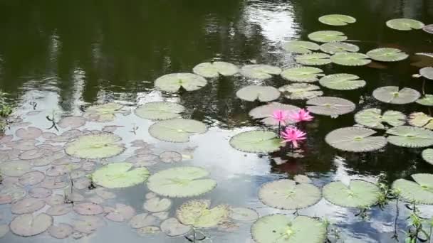 Victoria Amazonica Lotus Familyasından Bir Bitki Nehir Dalga Ile Büyük — Stok video