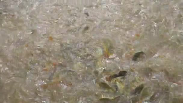 淡水魚農場で多くの魚を給餌 Uhd — ストック動画