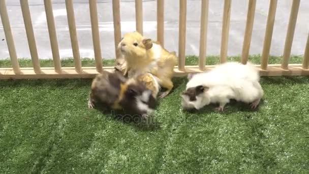 Groep Cavy Cavia Spelen — Stockvideo