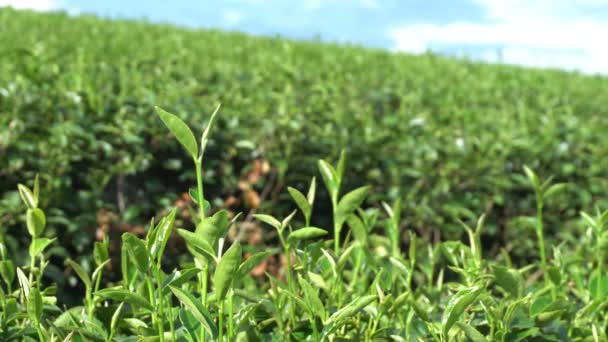 Pěstování čajové plantáže zblízka na hoře v Chiang Rai, Thajsko.