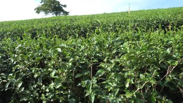 Cultivando Plantação Chá Perto Montanha Chiang Rai Tailândia — Vídeo de Stock