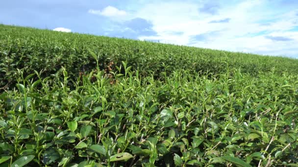 Teeplantage Aus Nächster Nähe Auf Einem Berg Bei Chiang Rai — Stockvideo