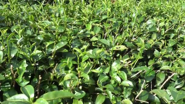 タイのチェンライに山の茶畑をクローズ アップ成長 — ストック動画
