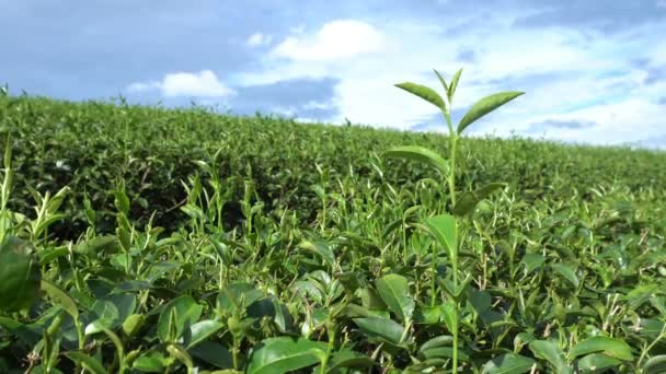 タイのチェンライに山の茶畑をクローズ アップ成長 — ストック動画