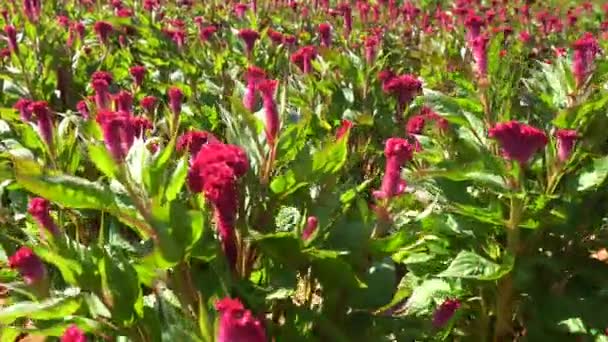 Campo Flores Peine Gallo Rojo Que Crecen Filas — Vídeos de Stock