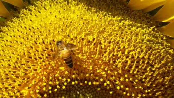 Bee Nin Yazın Ayçiçeğini Döllemesine Yakın Dur — Stok video