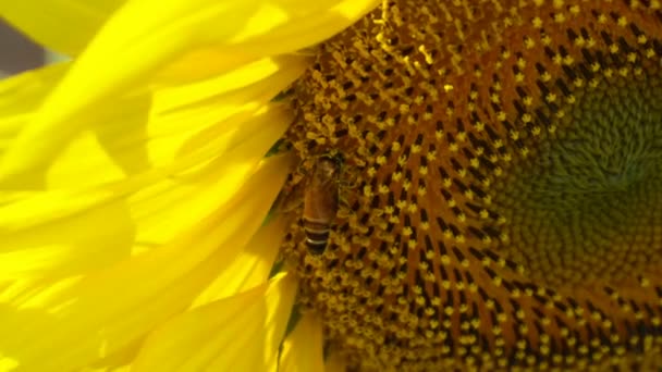 Detailní Záběr Včelího Opylení Slunečnici Létě — Stock video