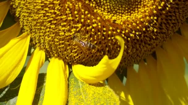 Primer Plano Abeja Polinizándose Girasol Verano — Vídeos de Stock