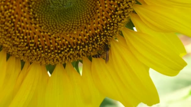 Primo Piano Dell Impollinazione Delle Api Sul Girasole Estate — Video Stock