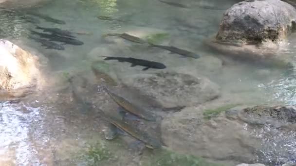 カンチャナブリタイ エラワン滝の澄んだ水の中のアンチモン魚 — ストック動画
