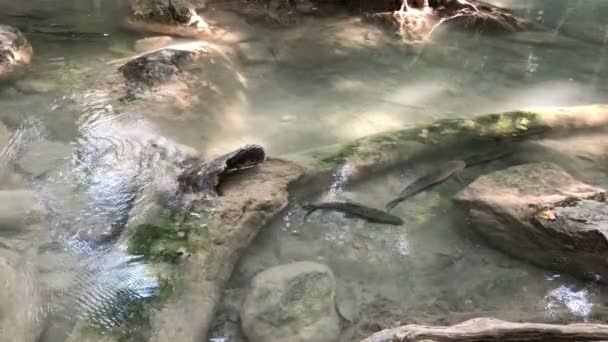 Antimon Fisk Klart Vatten Vid Erawan Waterfall Kanchanaburi Thailand — Stockvideo