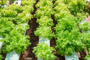 Organik sebzeler sırayla suda yetişir. Organik sebzeler sırayla suyun içinde yetişir..