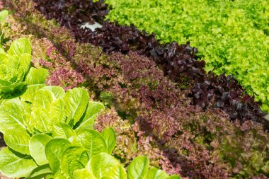 Organik sebzeler sırayla suda yetişir. Organik sebzeler sırayla suyun içinde yetişir..