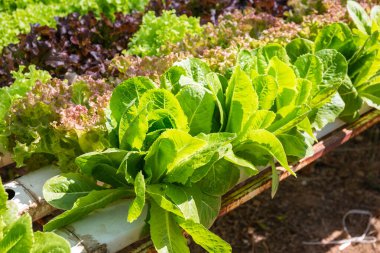 Organik sebzeler sırayla suda yetişir. Organik sebzeler sırayla suyun içinde yetişir..