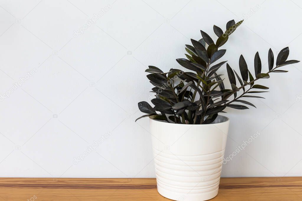 Natural green ornamental plants  in a white pot on a wooden table and in a white background. Copy space background