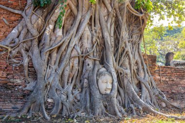 Wat Mahathat Tapınağı Ayutthaya Tayland 'da ağaç köklerinde Buda Başı. Yabancı turistler için en popüler yer..