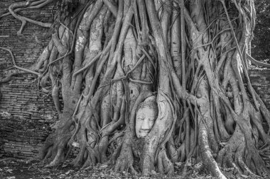 Wat Mahathat Tapınağı Ayutthaya Tayland 'da ağaç köklerinde Buda Başı. Yabancı turistler için en popüler yer. Siyah ve Beyaz
