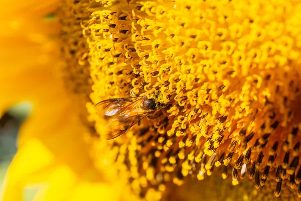 Nahaufnahme Von Sonnenblumen Die Mit Bienen Blühen Bestäubt Natürlichen Hintergrund — Stockfoto