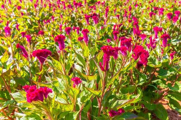 Colorato Rosso Celosia Fiore Cockscomb Petunia Fiori Fiore Giardino Sfondo — Foto Stock