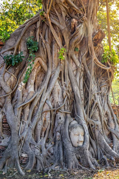 Wat Mahathat Tapınağı Ayutthaya Tayland Ağaç Köklerinde Buddha Kafası Olan — Stok fotoğraf