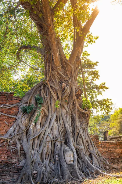 Wat Mahathat Tapınağı Ayutthaya Tayland Ağaç Köklerinde Buddha Kafası Olan — Stok fotoğraf