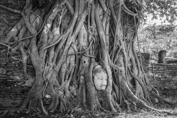 Boeddha Hoofd Tree Roots Bij Wat Mahathat Temple Ayutthaya Thailand — Stockfoto