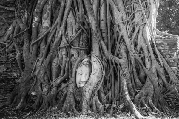 Wat Mahathat Tapınağı Ayutthaya Tayland Ağaç Köklerinde Buda Başı Yabancı — Stok fotoğraf