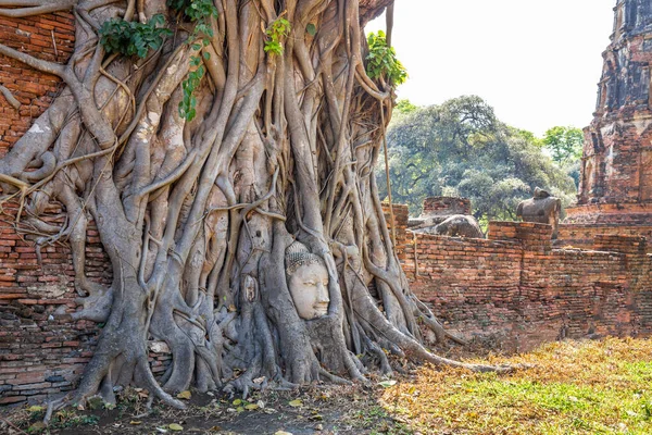 Boeddha Hoofd Tree Roots Bij Wat Mahathat Temple Ayutthaya Thailand — Stockfoto