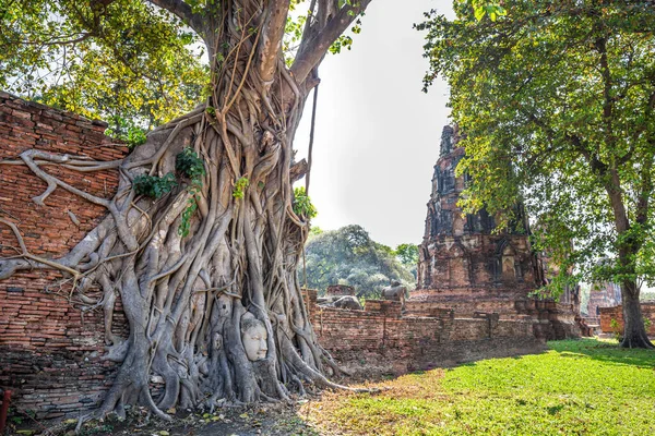 位于泰国阿尤塔亚大乘寺的树根佛头 对外国游客来说是最受欢迎的地方 — 图库照片