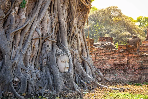 位于泰国阿尤塔亚大乘寺的树根佛头 对外国游客来说是最受欢迎的地方 — 图库照片