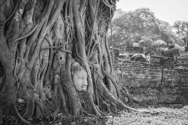 Buddha Hlava Kořenech Stromu Chrámu Wat Mahathat Ayutthaya Thajsko Nejpopulárnějším — Stock fotografie