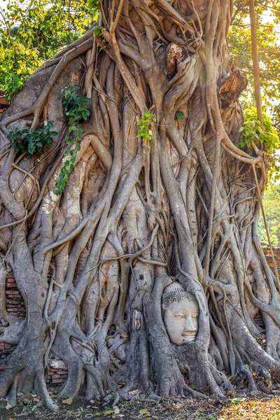 Wat Mahathat Tapınağı Ayutthaya Tayland Ağaç Köklerinde Buda Başı Yabancı — Stok fotoğraf