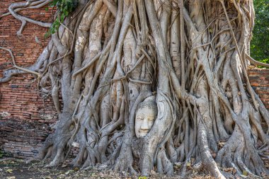 Wat Mahathat Tapınağı Ayutthaya Tayland 'da ağaç köklerinde Buda Başı. Yabancı turistler için en popüler yer..