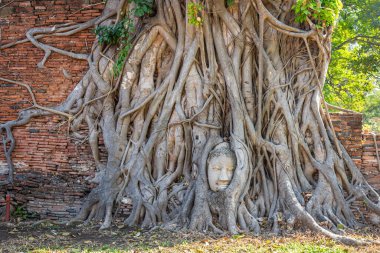 Wat Mahathat Tapınağı Ayutthaya Tayland 'da ağaç köklerinde Buda Başı. Yabancı turistler için en popüler yer..