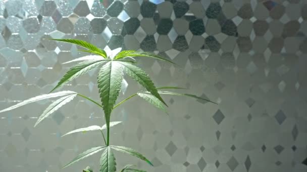 Marihuana Cannabis Cultiva Lugar Controlado Para Uso Como Medicina Vegetal — Vídeo de stock