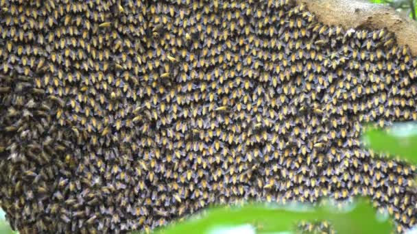 ツリー上の大きなハニカムの閉鎖と多くの蜂は自然の中で蜜を作り出します — ストック動画
