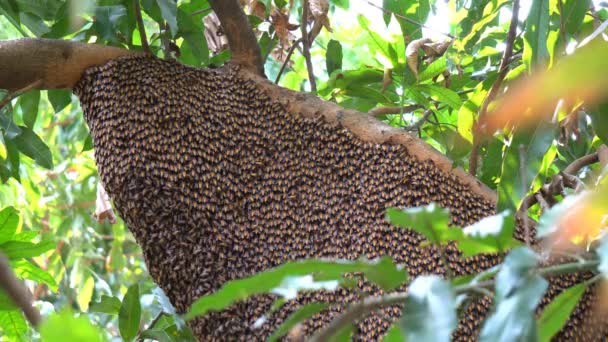 Gros Nid Abeilles Sur Arbre Nombreuses Abeilles Produisent Nectar Dans — Video