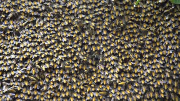 Großaufnahme Der Großen Wabe Baum Und Viele Bienen Produzieren Nektar — Stockvideo
