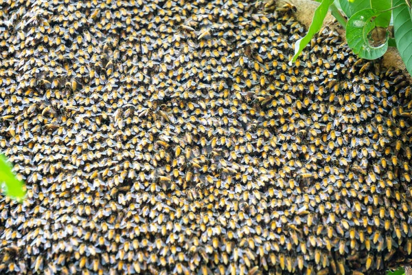 Großaufnahme Leben Viele Bienen Einem Nest Auf Einem Baum Einem — Stockfoto