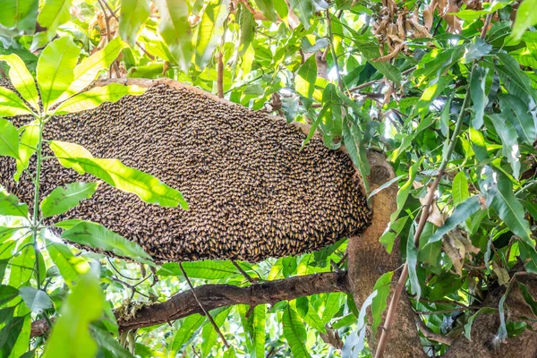 Muchas Abejas Viven Nido Árbol Bosque Natural Con Gran Nido — Foto de Stock