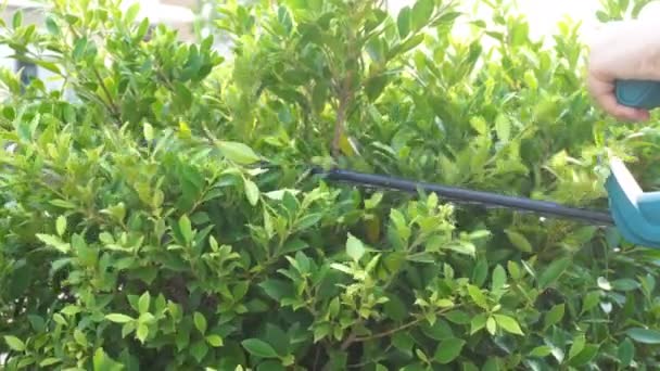Bahçesindeki Dekoratif Dalları Bir Dal Kesiciyle Kes — Stok video