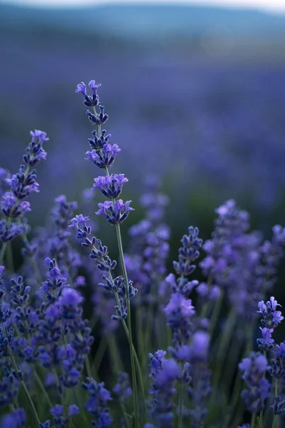 Lavender Bush Lavender Field Setting Sun — Stock Photo, Image