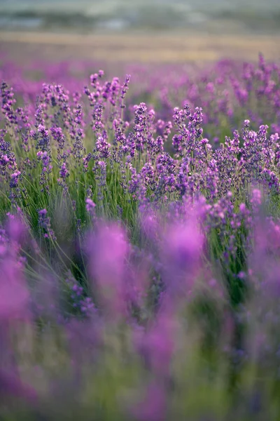 Lavendelfeld Einem Sonnigen Tag Lavendelsträucher Reihen Violette Stimmung — Stockfoto
